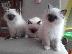 PoulaTo: birman x ragdoll